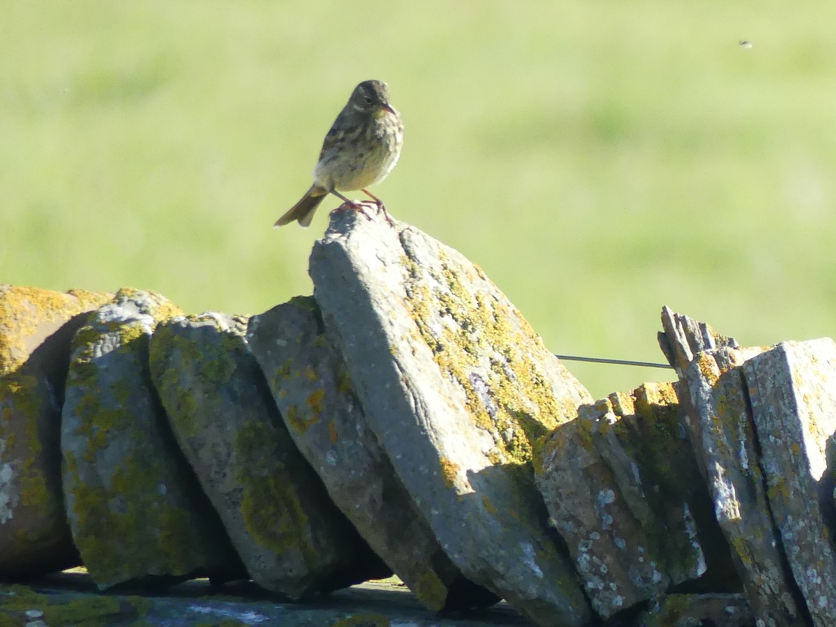 Rock Pipit - ML642878567