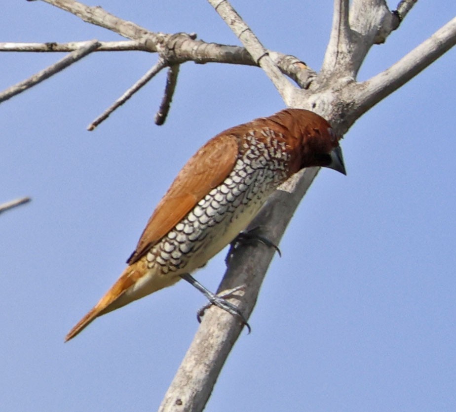 Scaly-breasted Munia - ML642878583