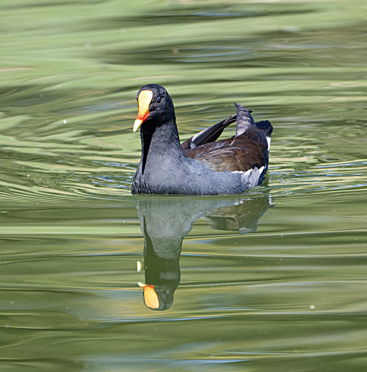 Common Gallinule - ML642878588