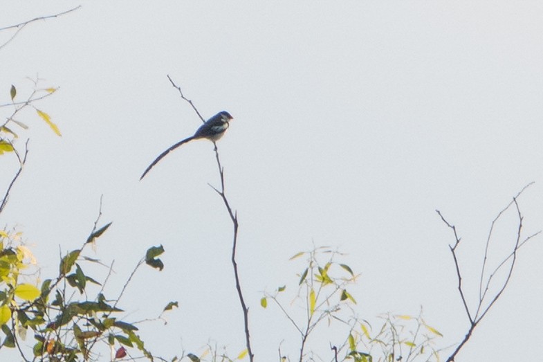Pin-tailed Whydah - ML642878589