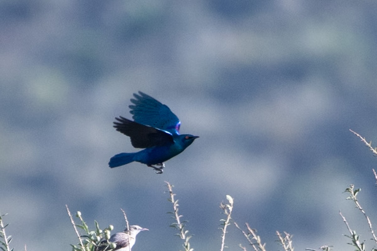 Greater Blue-eared Starling - ML642878592