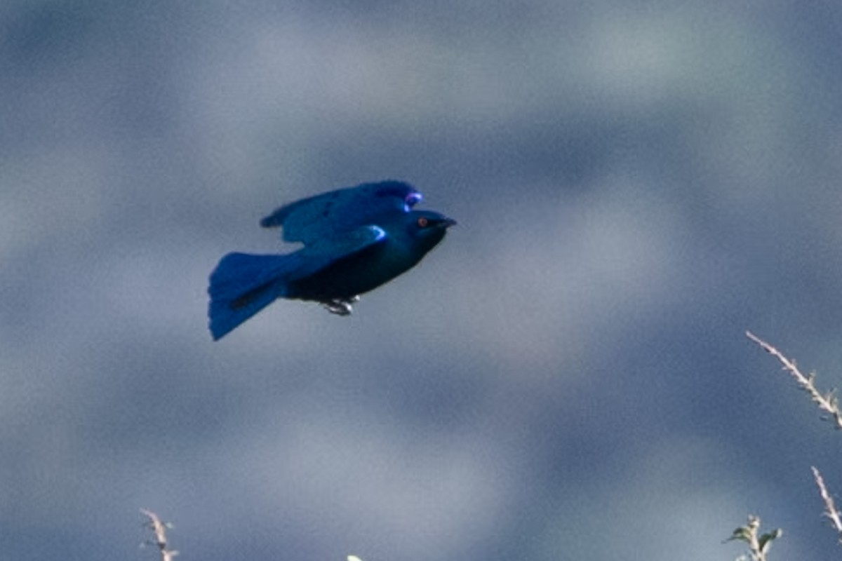 Greater Blue-eared Starling - ML642878593