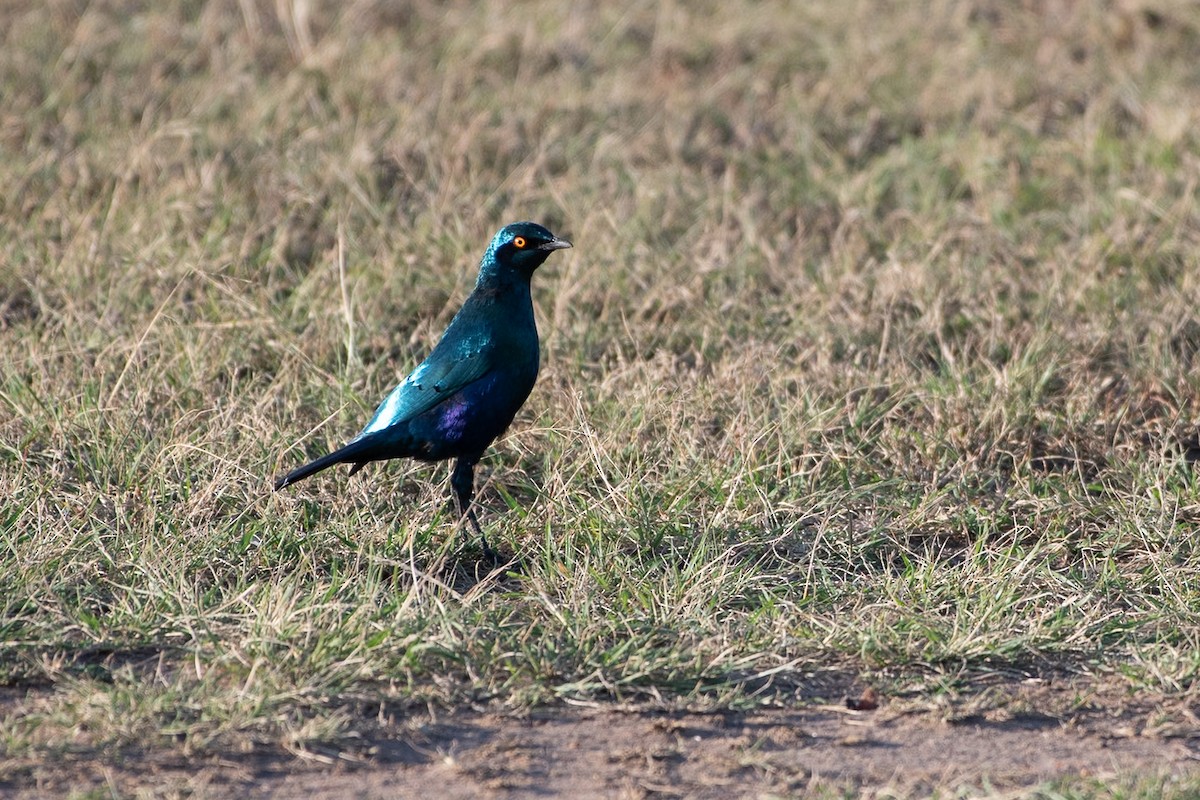 Greater Blue-eared Starling - ML642878594