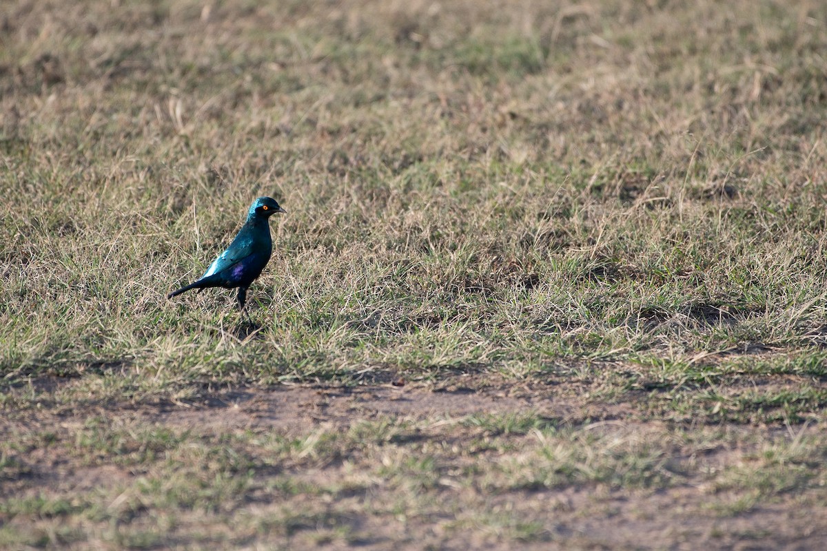 Greater Blue-eared Starling - ML642878595