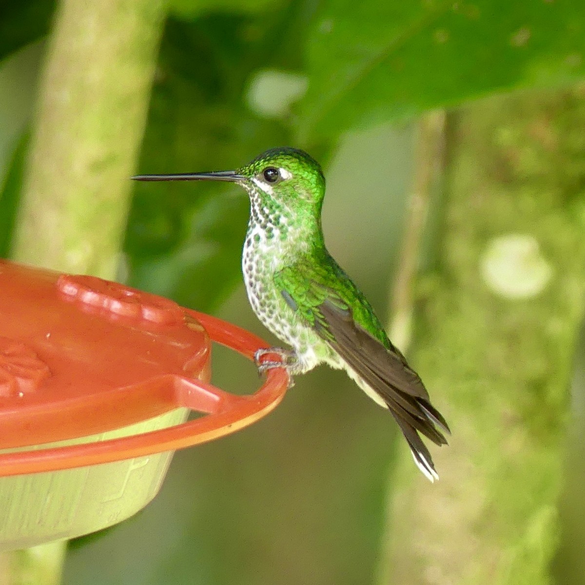 Rufous-vented Whitetip - ML642878659