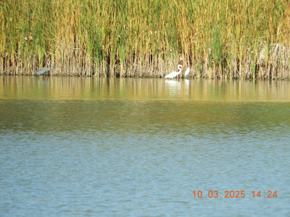 Great Egret - ML642878661