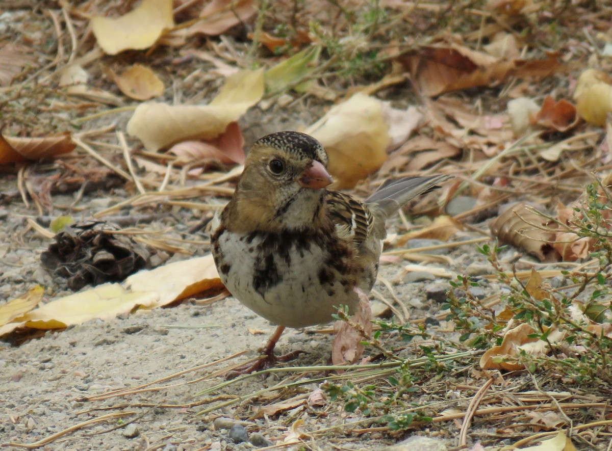 Harris's Sparrow - ML642878662