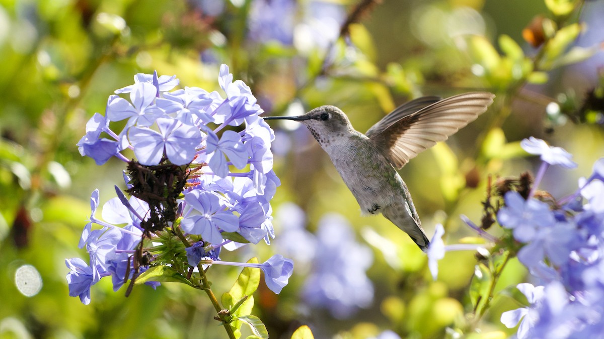 Anna's Hummingbird - ML642878664
