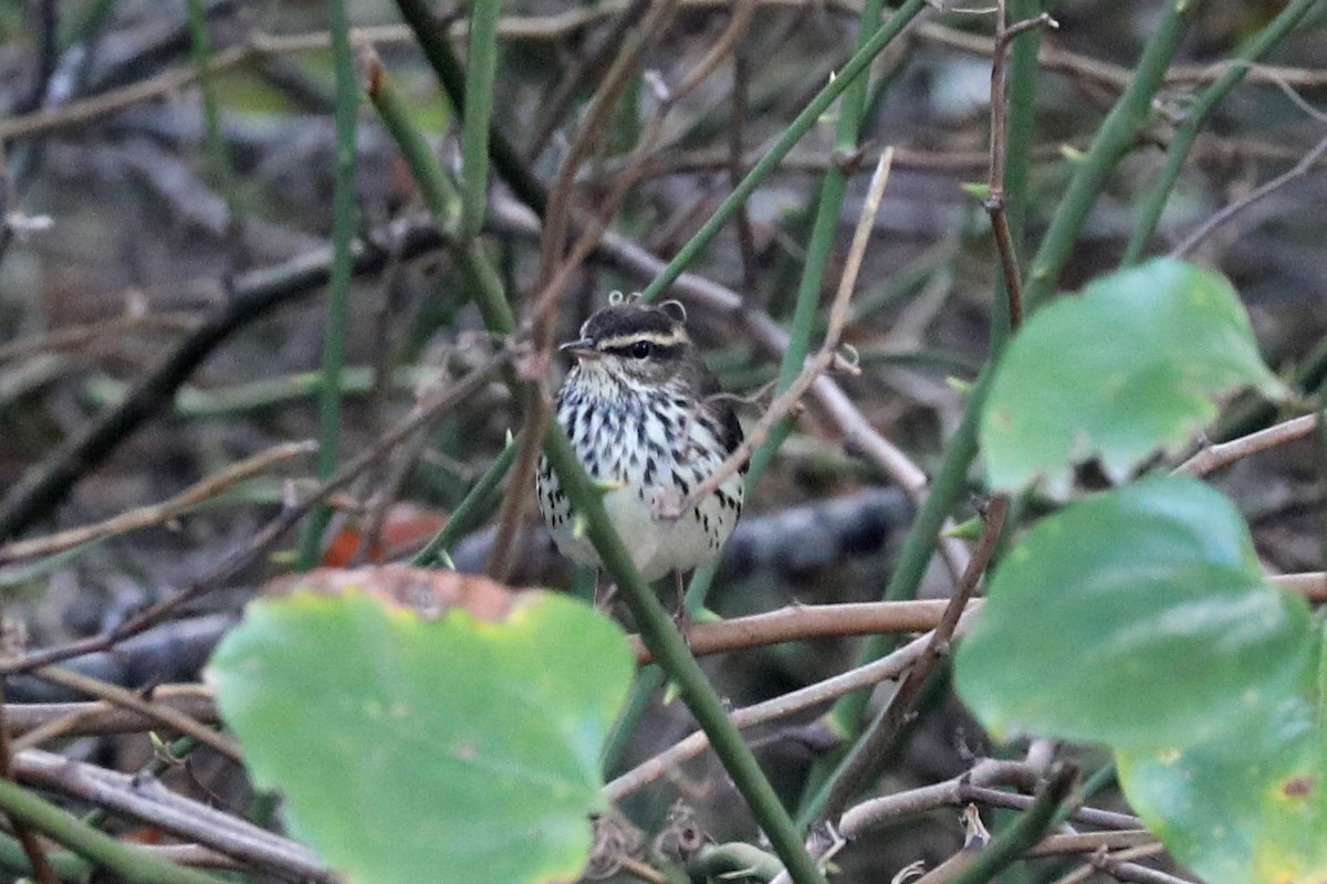 Northern Waterthrush - ML642878665