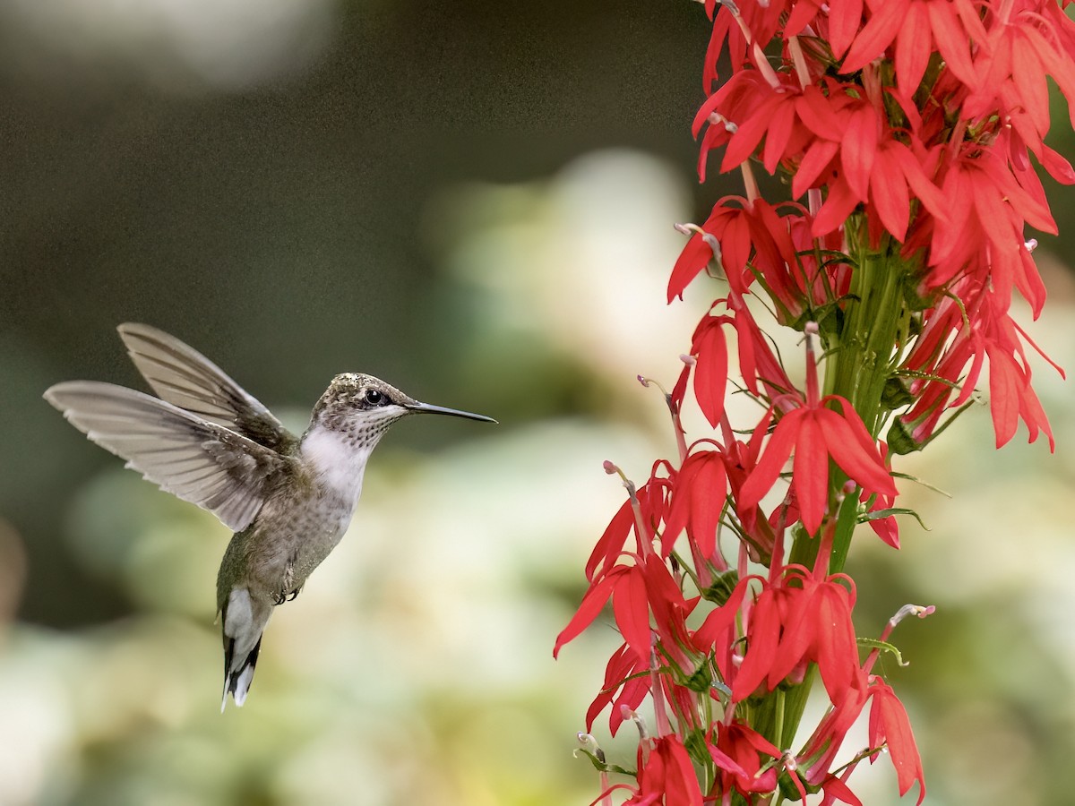 Ruby-throated Hummingbird - ML642878666