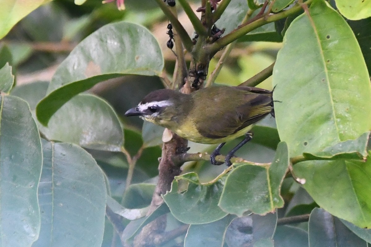 Brown-capped Tyrannulet - ML642878667