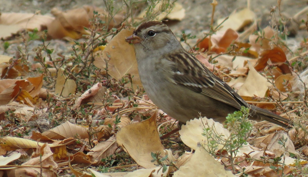 White-crowned Sparrow - ML642878668