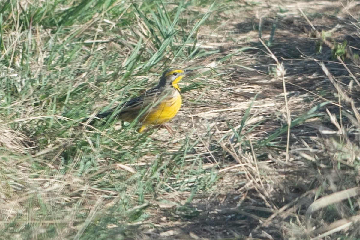 Yellow-throated Longclaw - ML642878669