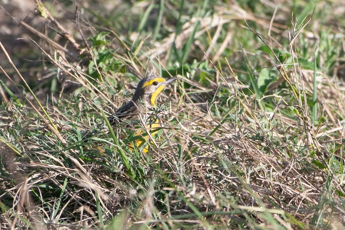 Yellow-throated Longclaw - ML642878670