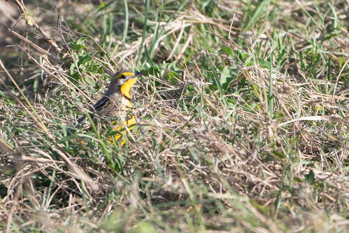 Yellow-throated Longclaw - ML642878671