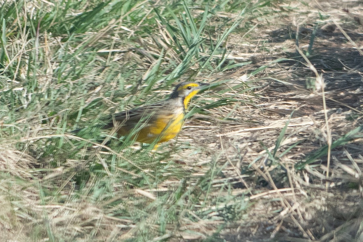 Yellow-throated Longclaw - ML642878672