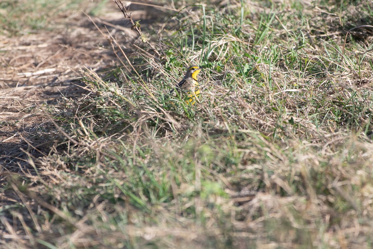 Yellow-throated Longclaw - ML642878673