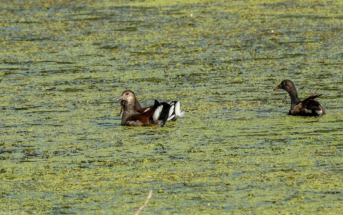 Common Gallinule - ML642878674