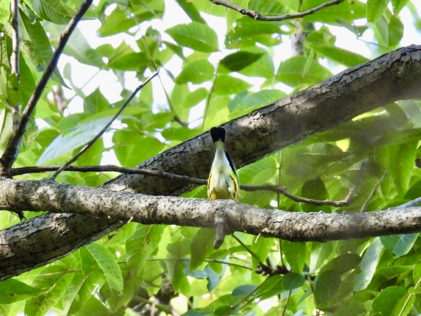Magnolia Warbler - ML642878675