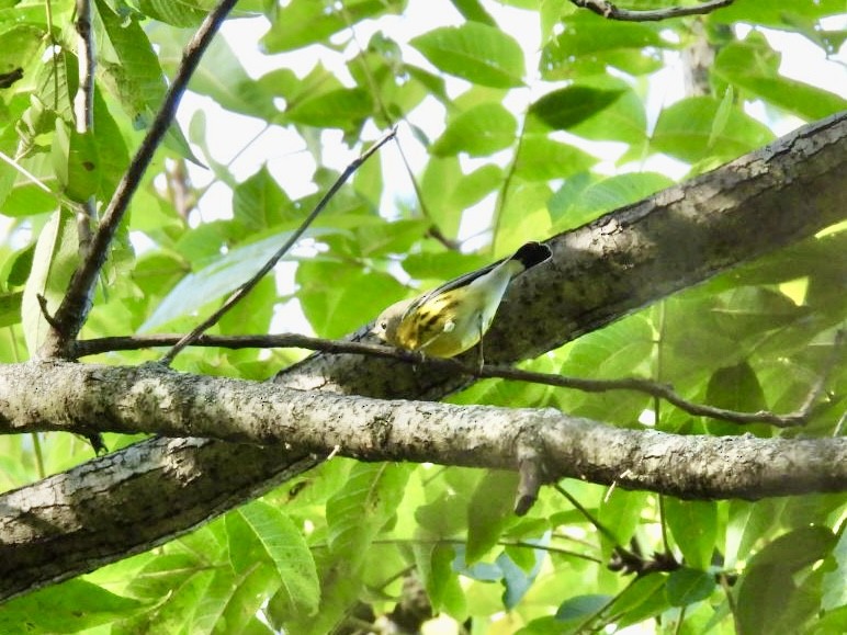 Magnolia Warbler - ML642878676