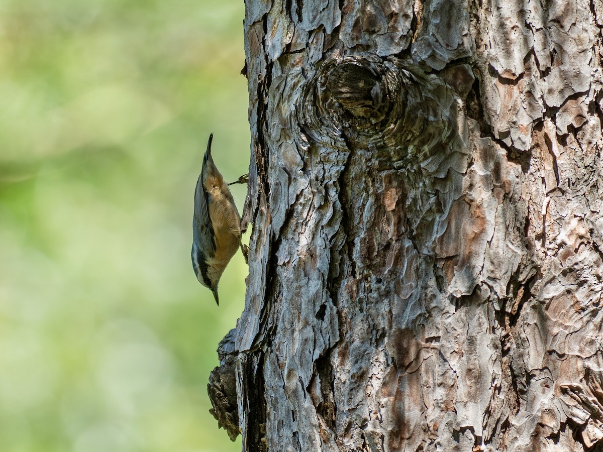 Red-breasted Nuthatch - ML642878677