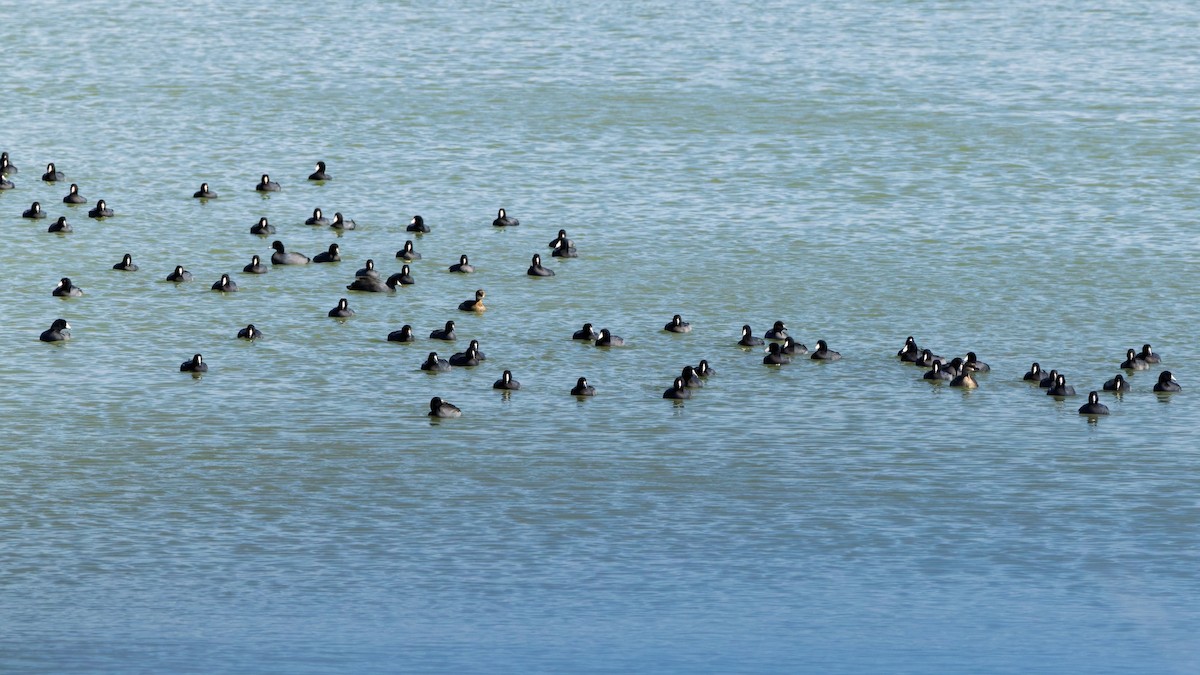 American Coot - ML642878678