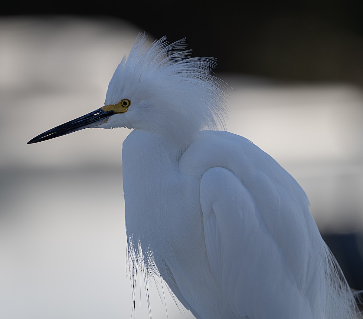 Snowy Egret - ML642878682