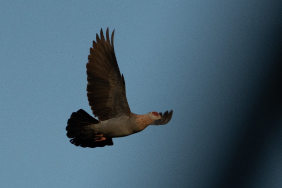 Red-necked Spurfowl - ML642878685