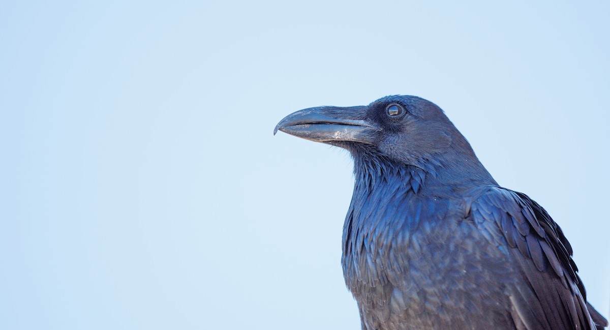 Grand Corbeau - ML642878686