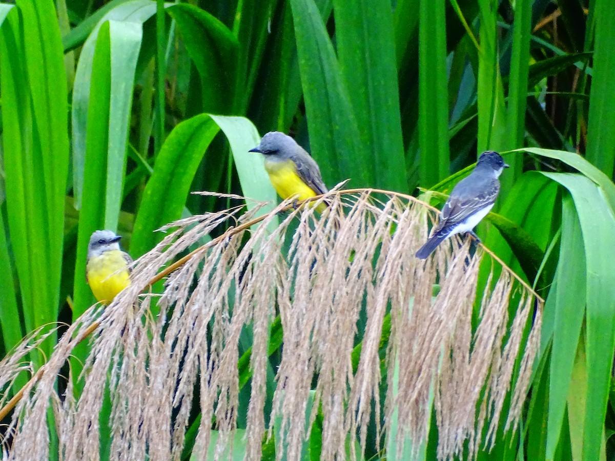 Tropical Kingbird - ML642878687
