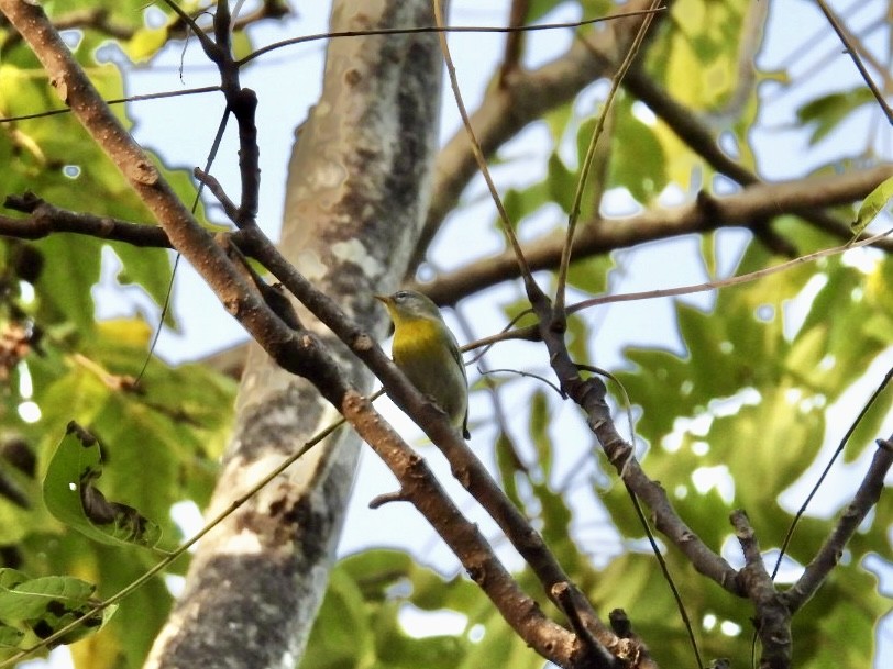 Northern Parula - ML642878688