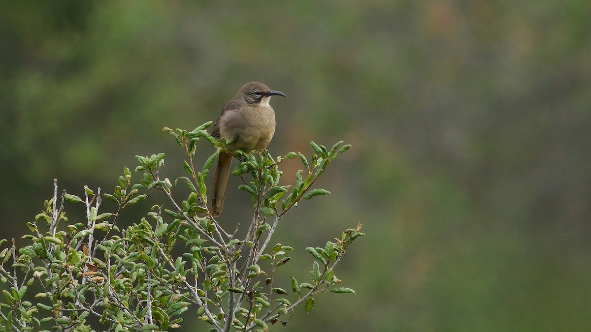 California Thrasher - ML642878689