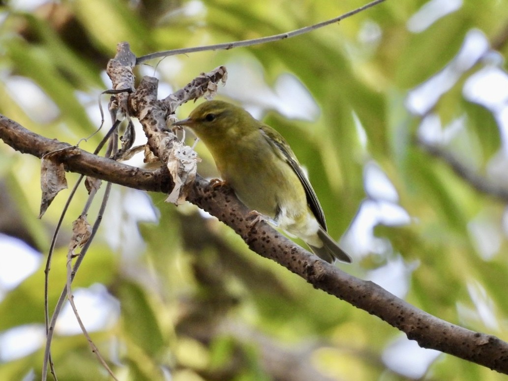 Tennessee Warbler - ML642878690
