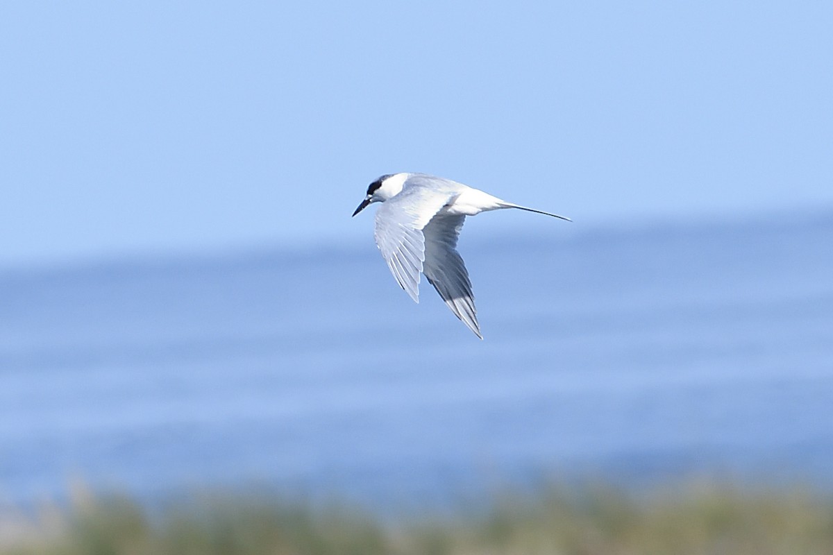 Forster's Tern - ML642878691