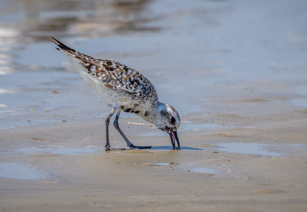 Black-bellied Plover - ML642878695