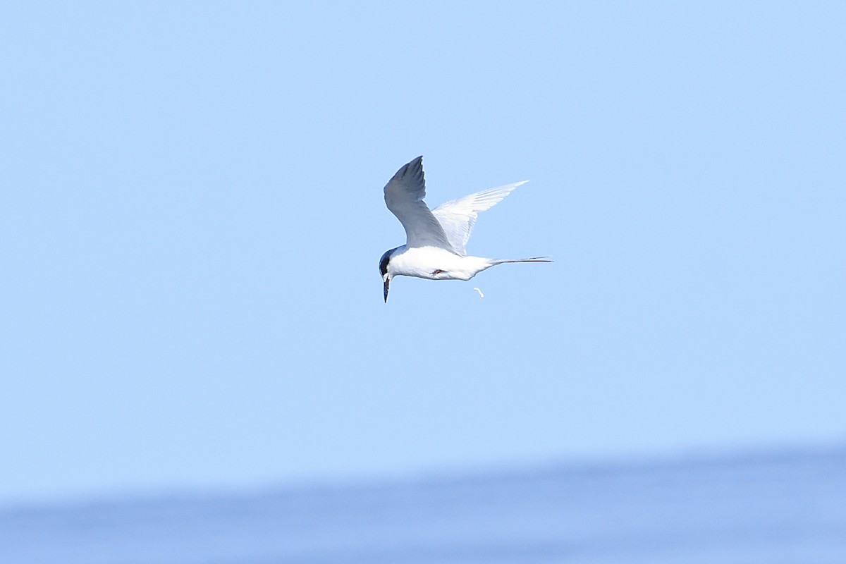 Forster's Tern - ML642878696