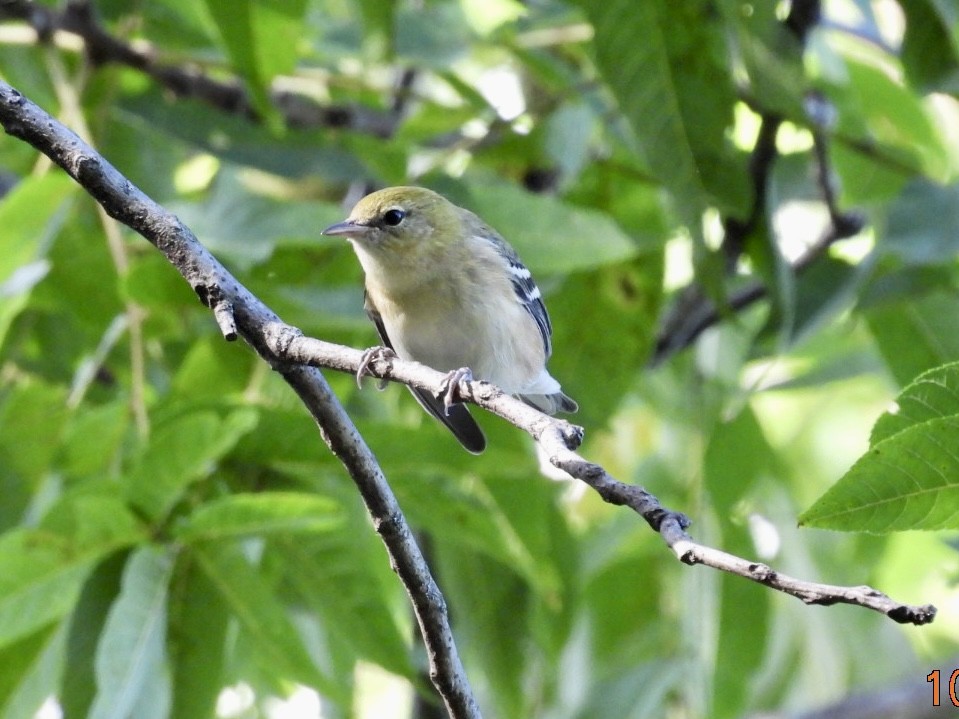 Bay-breasted Warbler - ML642878719