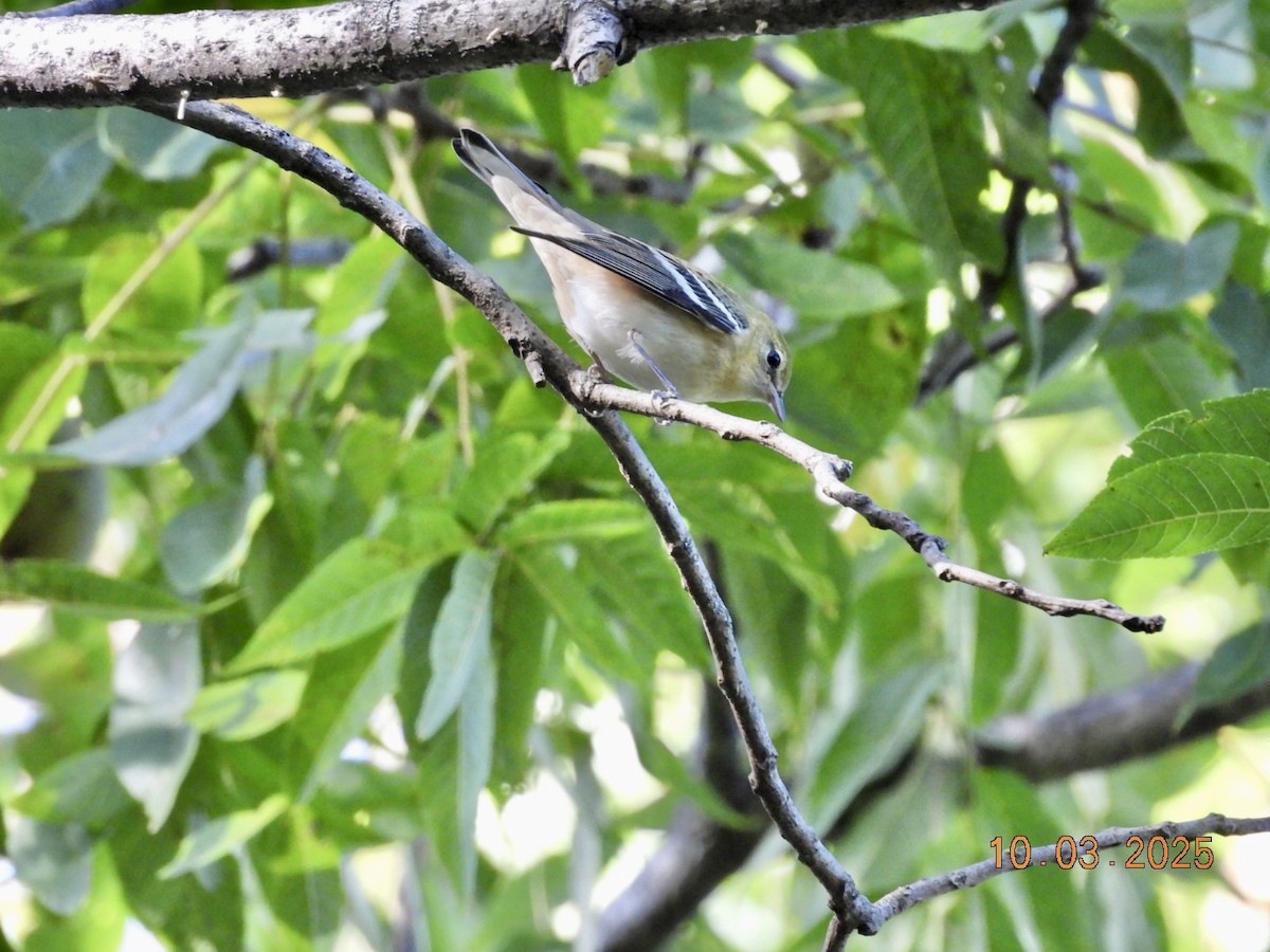Bay-breasted Warbler - ML642878720