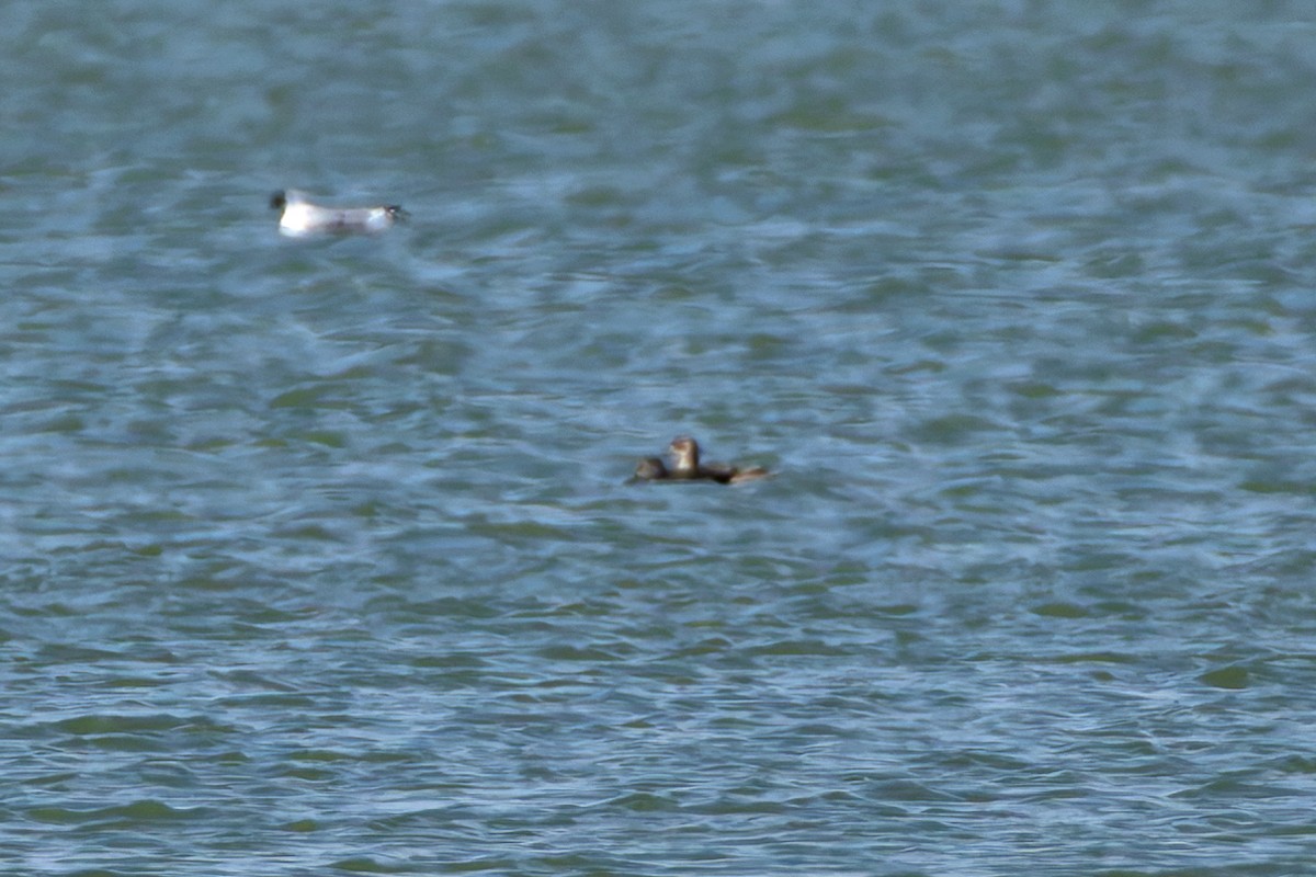 Canard chipeau - ML642878733