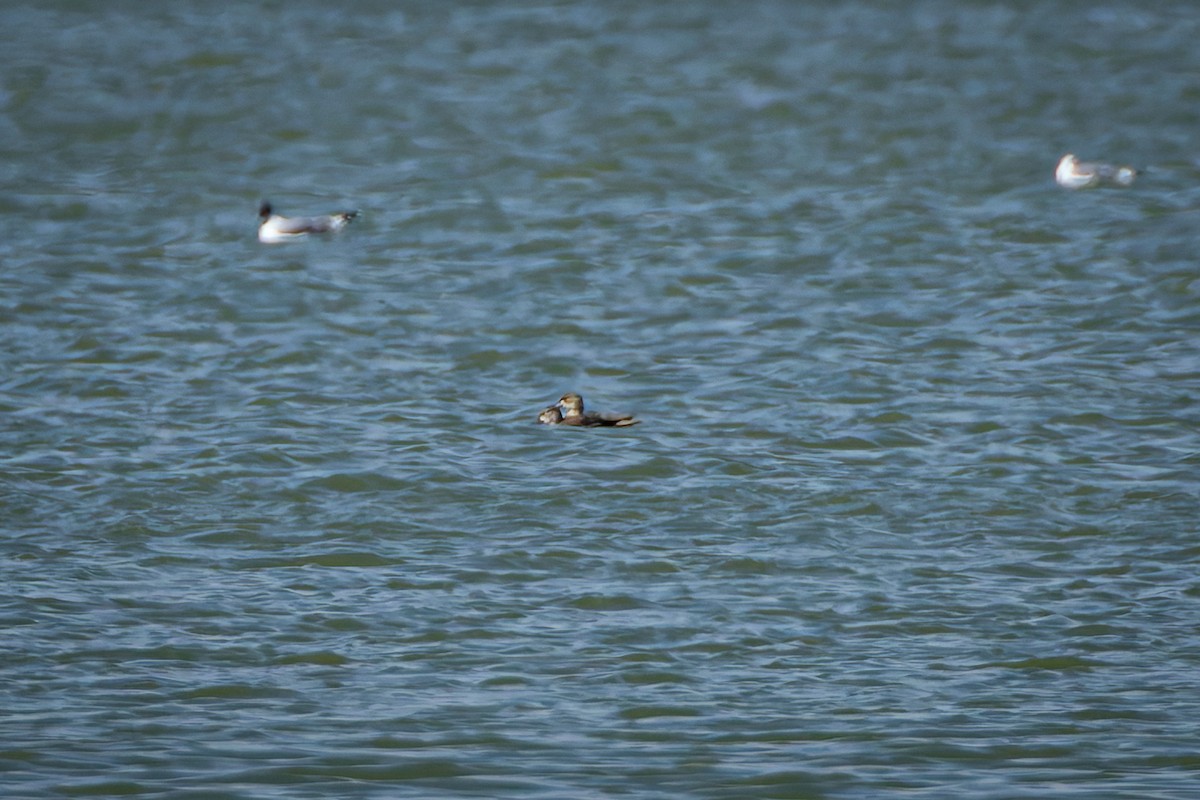 Canard chipeau - ML642878737