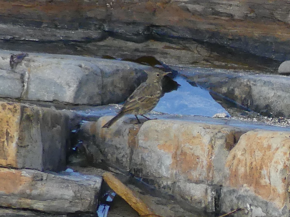 Rock Pipit - ML642878738