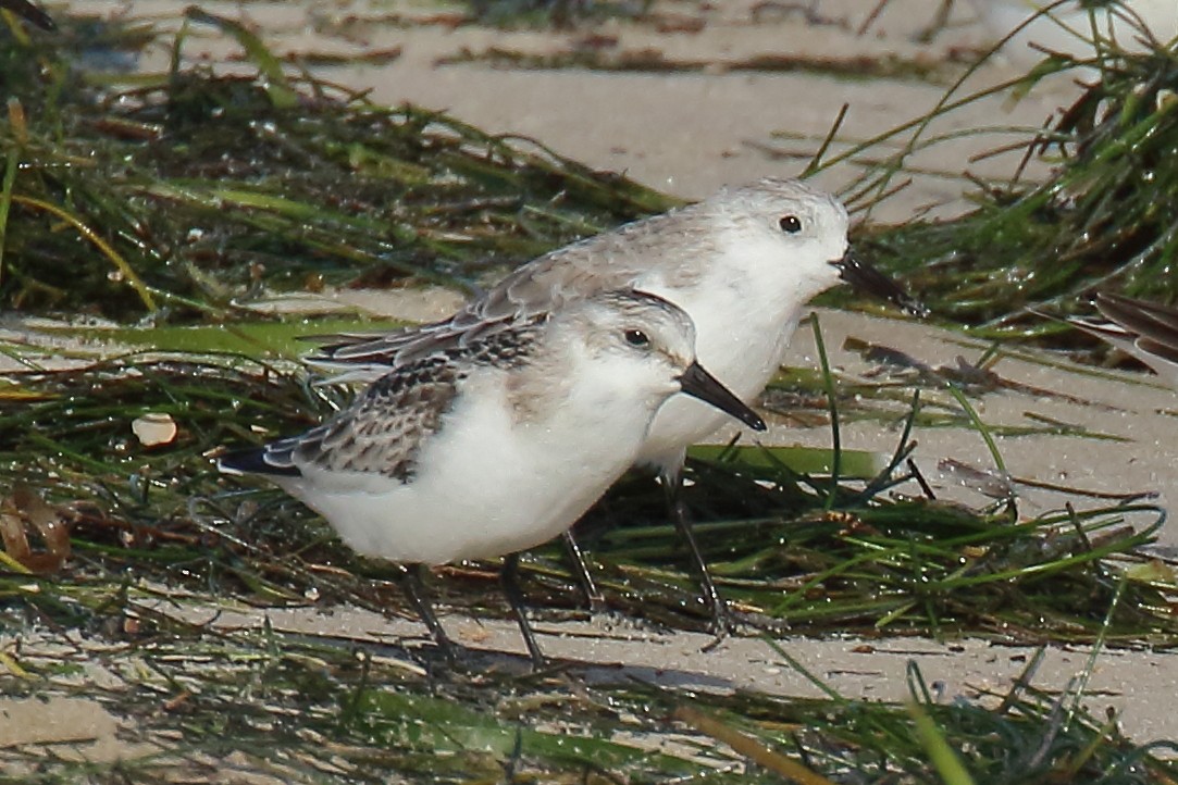 Bécasseau sanderling - ML642878739