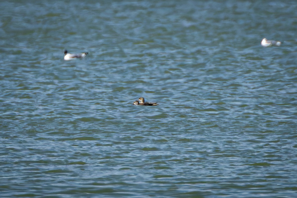 Canard chipeau - ML642878741