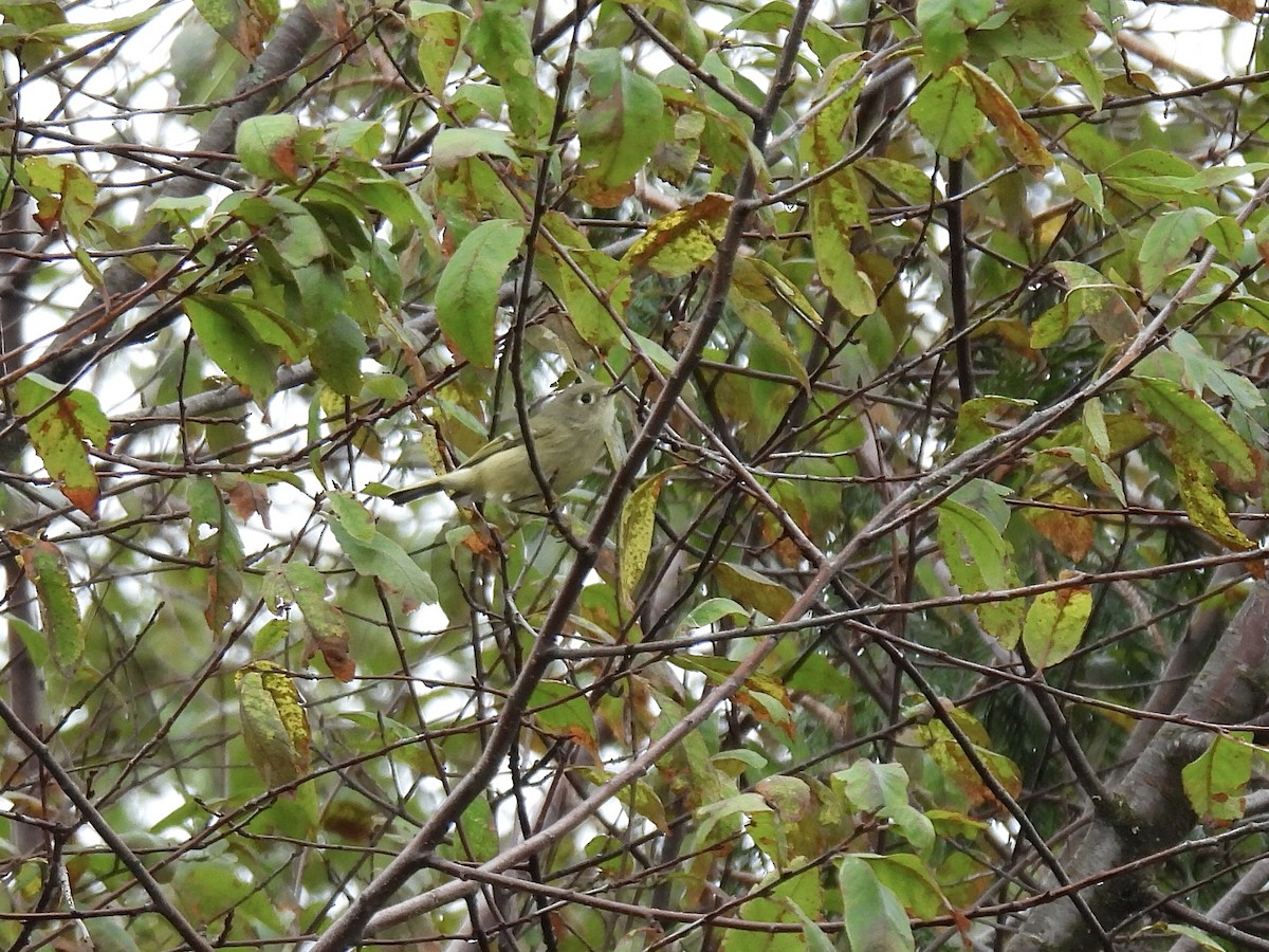 Roitelet à couronne rubis - ML642878746