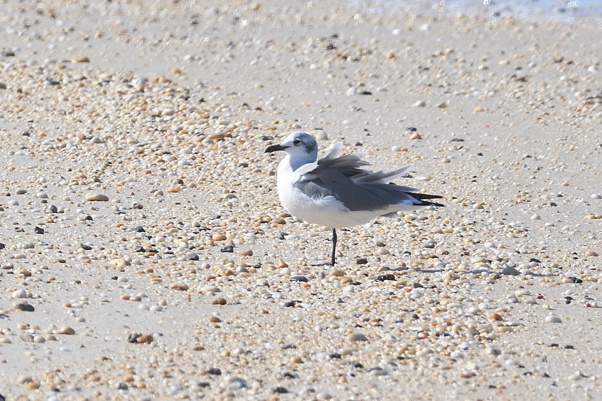 Mouette atricille - ML642878747