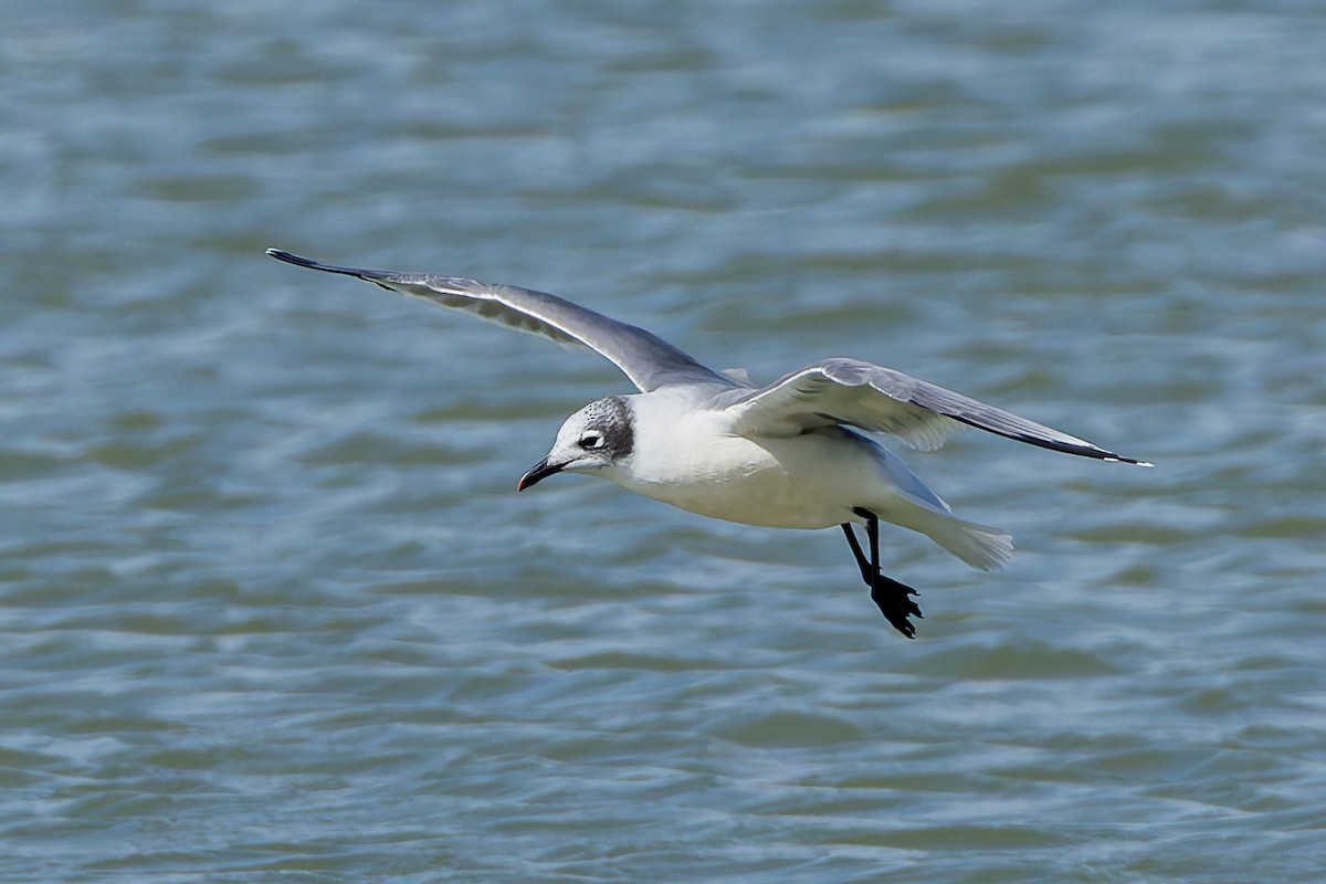Mouette de Franklin - ML642878750