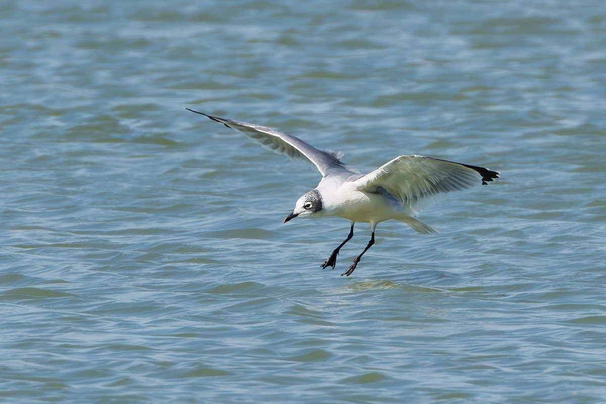 Mouette de Franklin - ML642878751