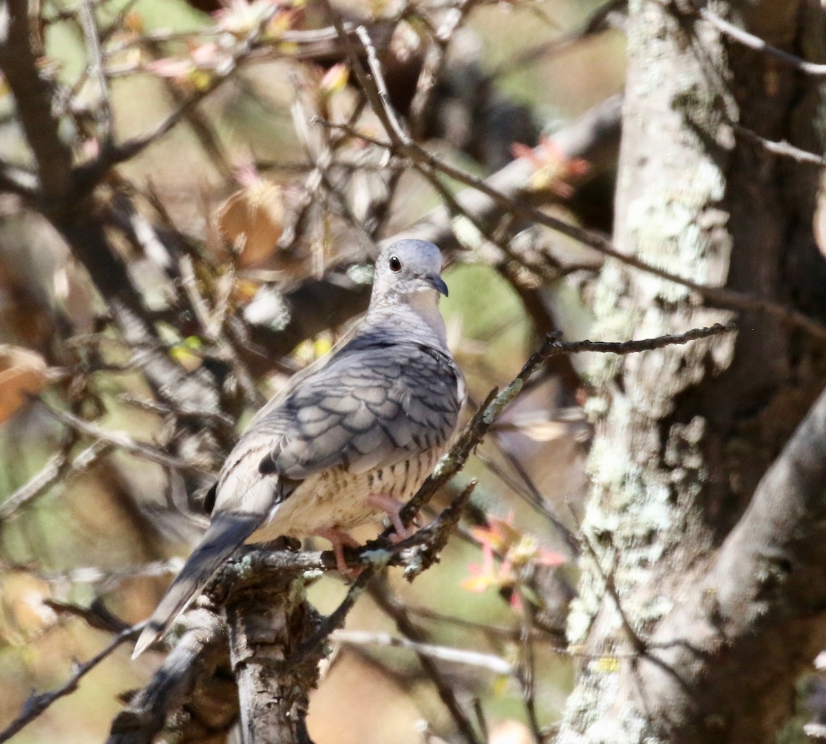 Inca Dove - ML642878756