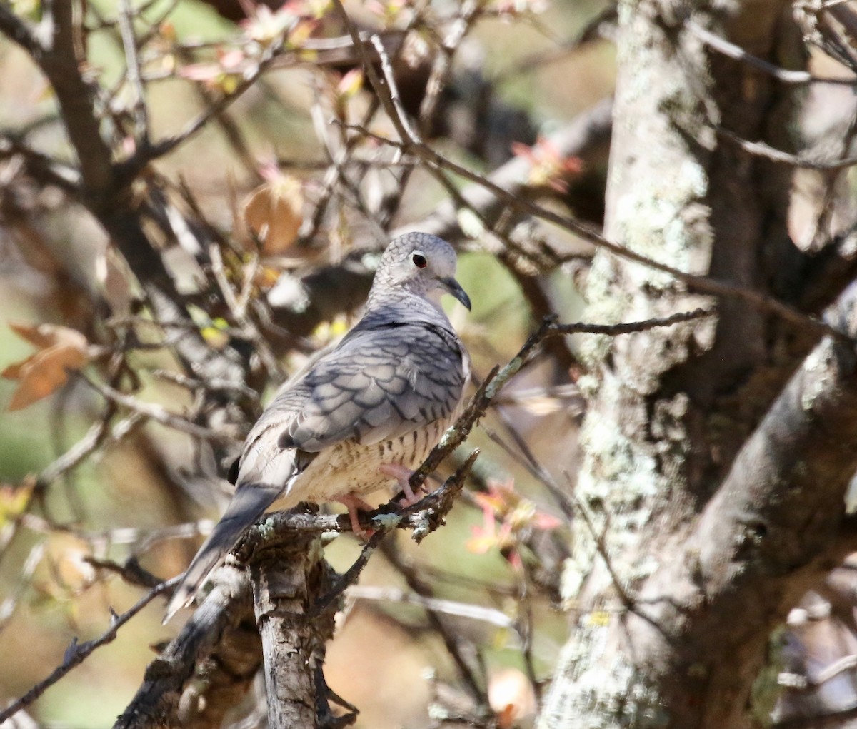 Inca Dove - ML642878757