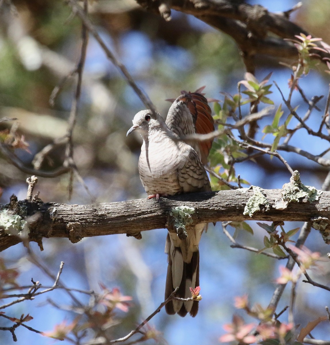 Inca Dove - ML642878758